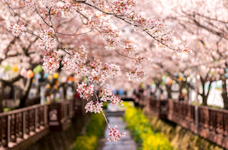 What is Ohanami "お花見"?